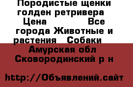 Породистые щенки голден ретривера › Цена ­ 25 000 - Все города Животные и растения » Собаки   . Амурская обл.,Сковородинский р-н